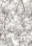 Snow white trætop - tapet - 10,05x0,53 m - fra Tapetcompagniet
