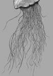 Jellyfish Panel - fototapet - 250x100 cm - fra Komar 
