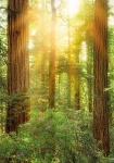 Redwood - fototapet - 250x200 cm - fra Komar 