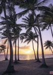 Palmtrees on Beach - fototapet - 250x200 cm - fra Komar 