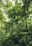 Into The Jungle - fototapet - 250x400 cm - fra Komar