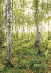 Birch Trees - fototapet - 240x400 cm - fra Komar 