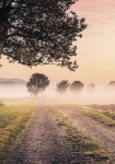 Misty Morning - fototapet - 250x400 cm - fra Komar 