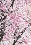 Bloom - fototapet - 250x400 cm - fra Komar 