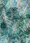 Palm Canopy - fototapet - 250x200 cm - fra Komar 