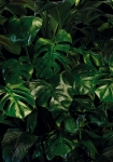 Tropical Wall - fototapet - 250x400 cm - fra Komar 