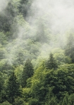 Forest Land - fototapet - 250x400 cm - fra Komar 