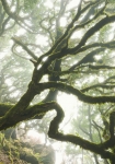 The Forgotten Forest - fototapet - 250x400 cm - fra Komar 