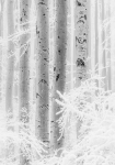 Winter Wood - fototapet - 2,8x4 m - fra Tapetcompagniet