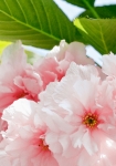 Sakura Blossom - fototapet - 366x254 cm - fra W+G