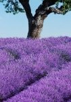 Provence - fototapet - 366x254 m - fra W+G 