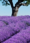 Provence - fototapet - 254x183 cm - fra W+G 
