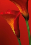 Red Calla Lilies - fototapet - 254x183 cm - fra W+G 
