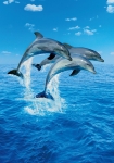 Three Dolphins - fototapet - 200x86 cm - fra W+G 