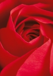 L'important c'est la Rose - fototapet - 115x175 cm - fra W+G 