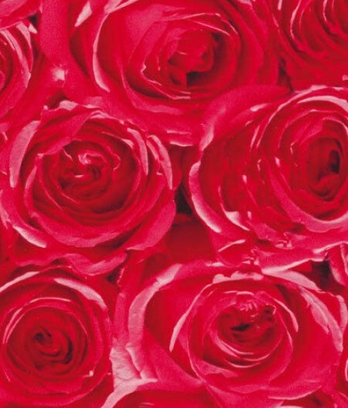 Røde Roser - selvklæbende folie - 45x200 cm - fra Tapetcompagniet 