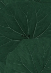 Store Blade mørkegrøn - tapet - 10,05x0,53 m - fra ESTA HOME