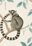 Ringtailed Lemur creme hvid - tapet - 10,05x0,52 m - fra Sanderson 